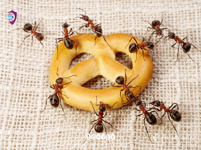  حكم استعمال النمل في وصفه طبية