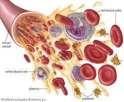 الصيام يزيد تدفق الدم والأوكسجين بالأوعية الدموية