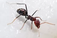 تفسير رؤية النمل في المنام بين الخير والشر