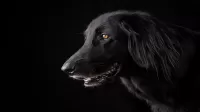تفسير رؤية الكلب الأسود في المنام 